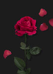 鲜花