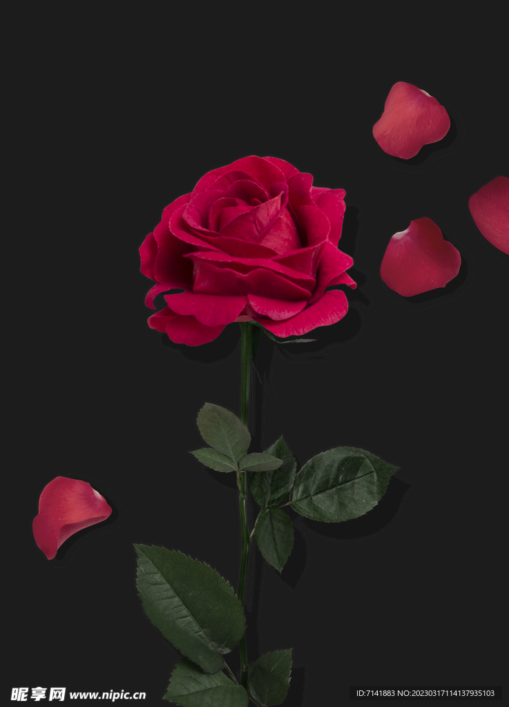 鲜花