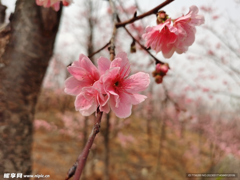 樱花