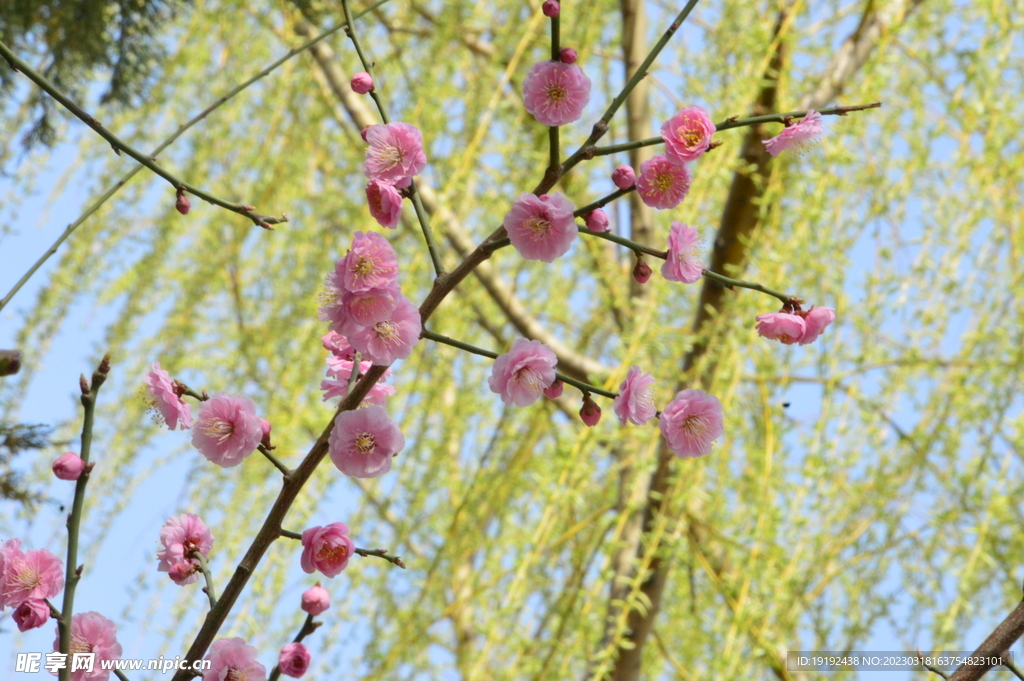 梅花  