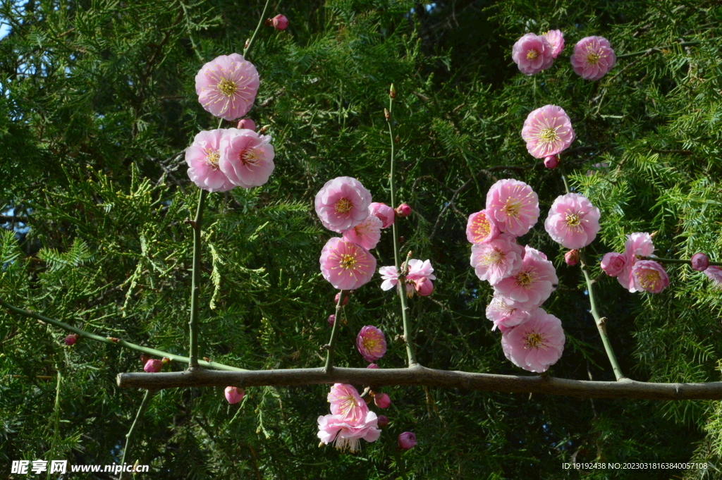 梅花 