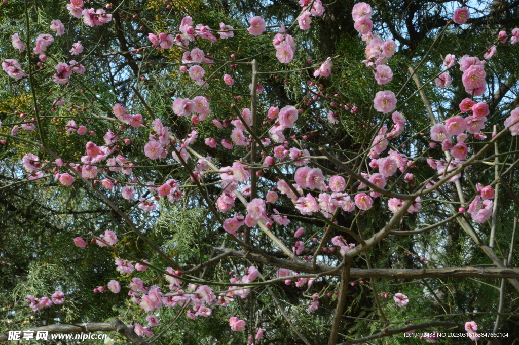 梅花 