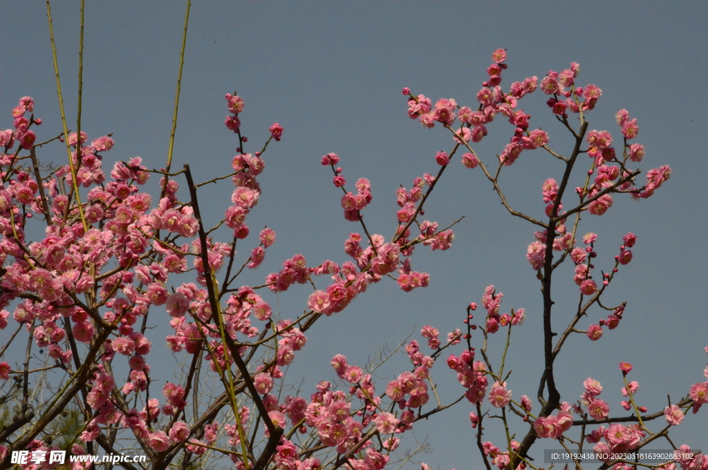 梅花  