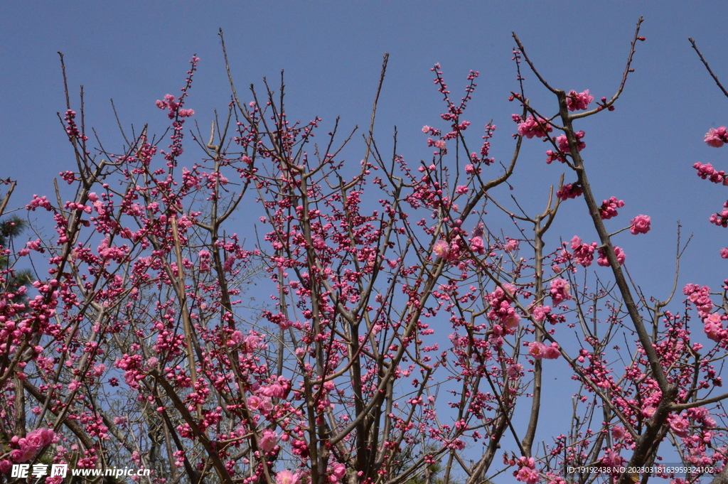 梅花  