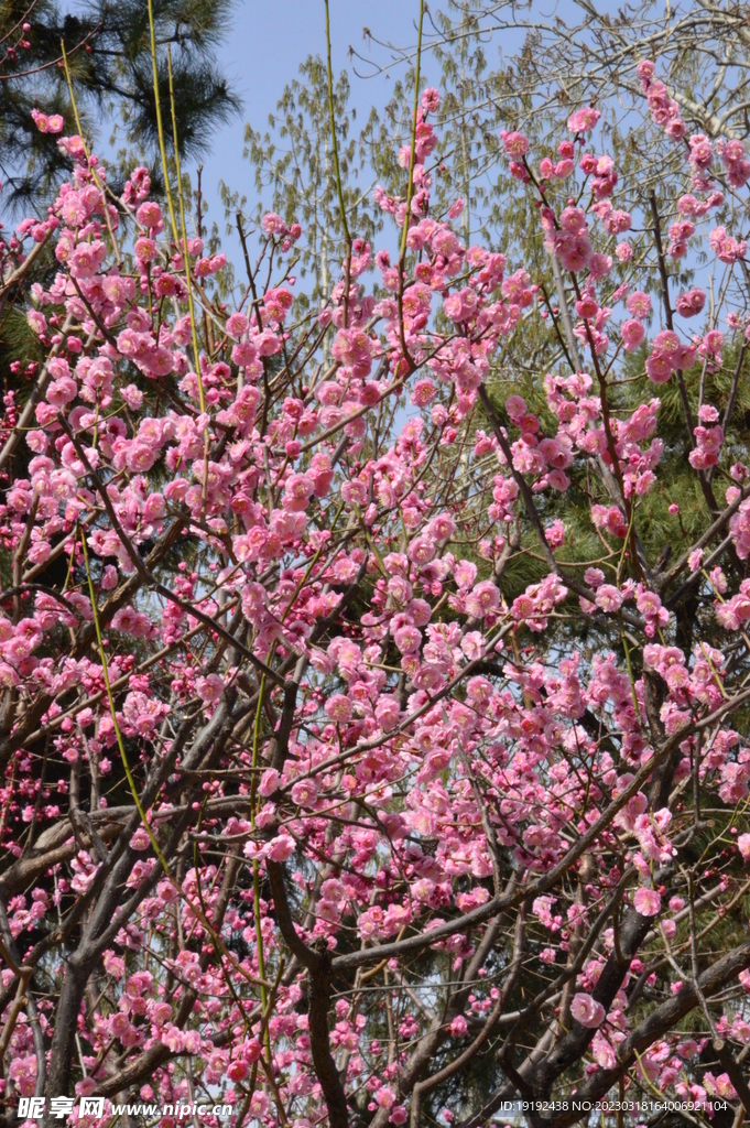梅花  
