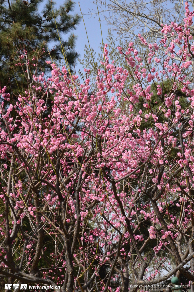 梅花 