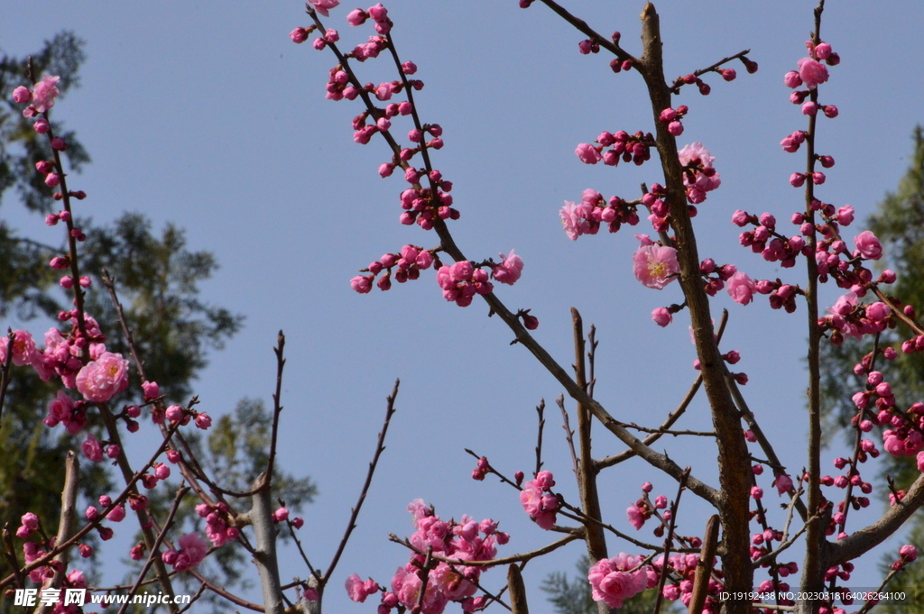 梅花  