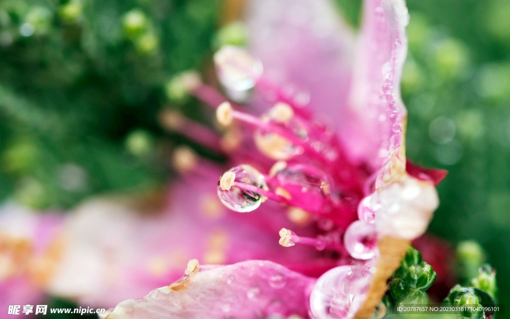 花蕊
