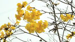 黄花风铃