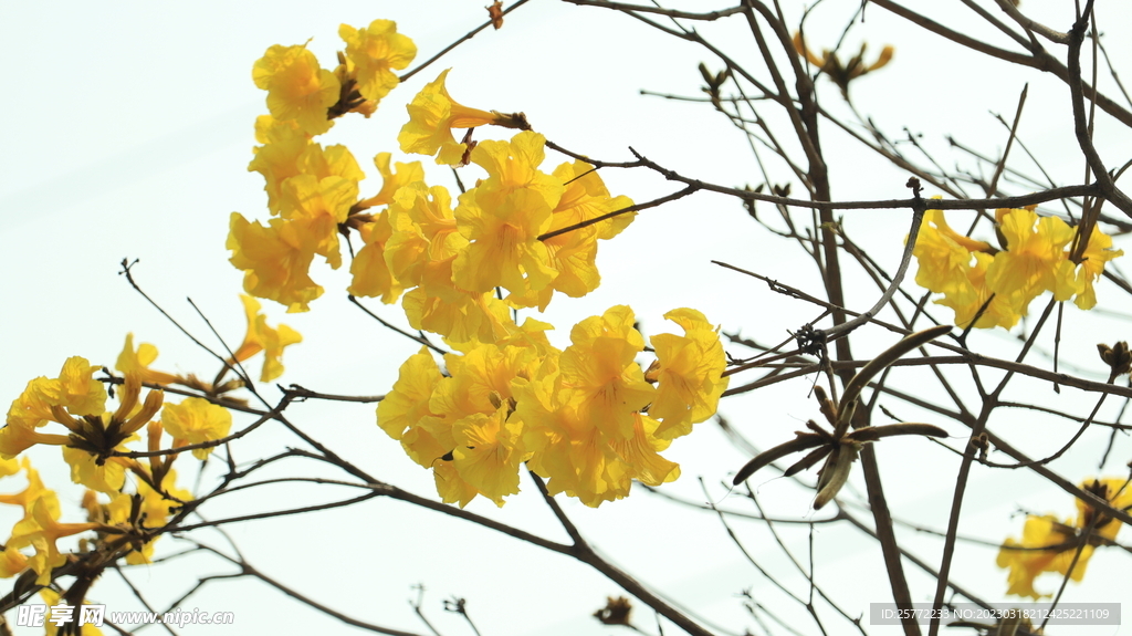 黄花风铃