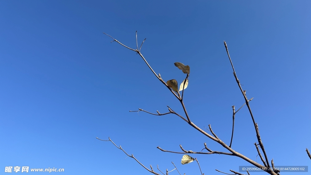 树枝