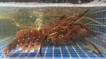 鲜活澳洲大龙虾海鲜摄影图素材