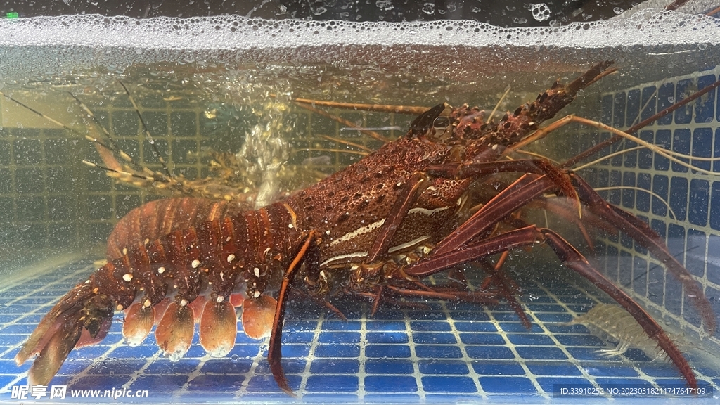 鲜活澳洲大龙虾海鲜摄影图素材