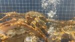 帝王蟹拍照摄影图生猛海鲜素材