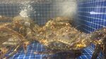 帝王蟹拍照摄影图生猛海鲜池素材