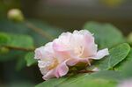 茶花