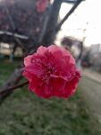朱砂梅