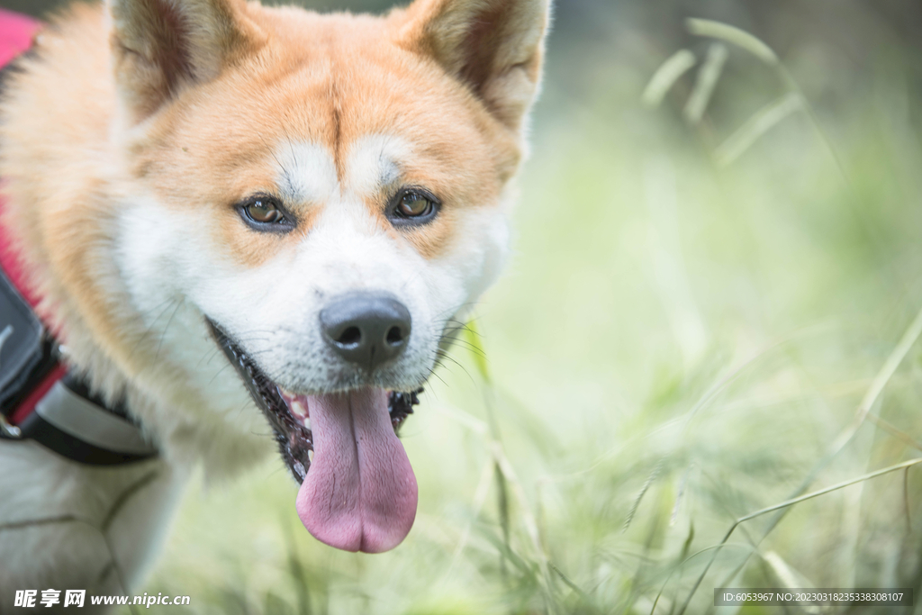 草地里的秋田犬