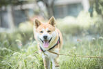 草地里的秋田犬