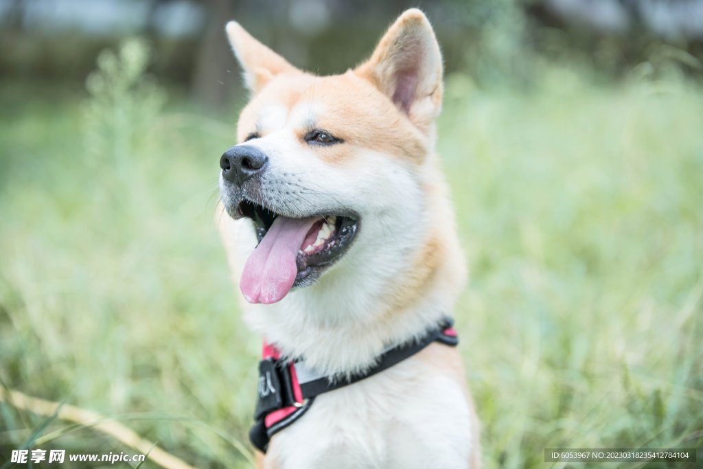 草地里的秋田犬