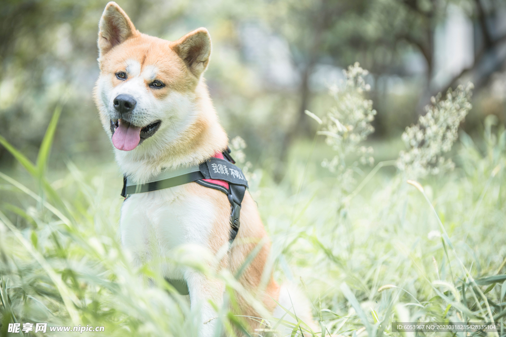 秋田犬