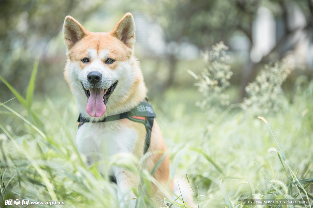 草地里的秋田犬