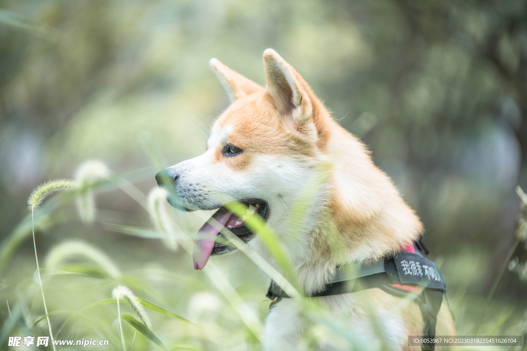 草地里的秋田犬