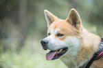 草地里的秋田犬