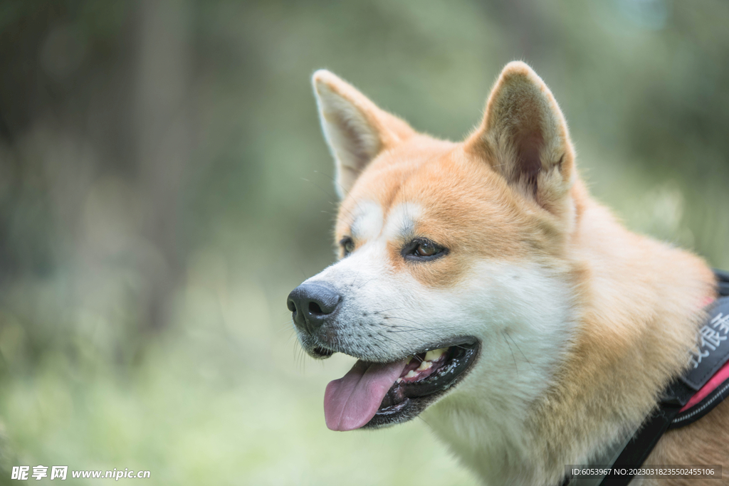 草地里的秋田犬