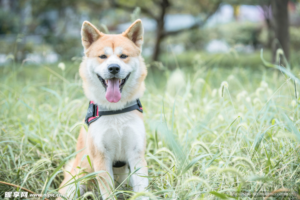 草地里的秋田犬