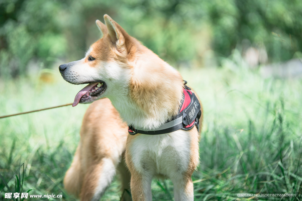 草地里的秋田犬