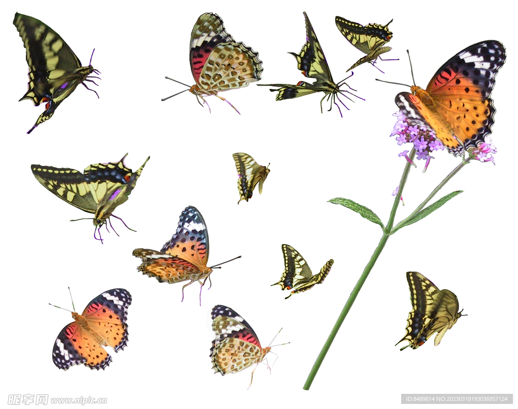 非洲蝴蝶雏菊 库存图片. 图片 包括有 玻色子, 的百威, 庭院, 提供, 昆虫, 季节, 相当, 综合 - 18269481