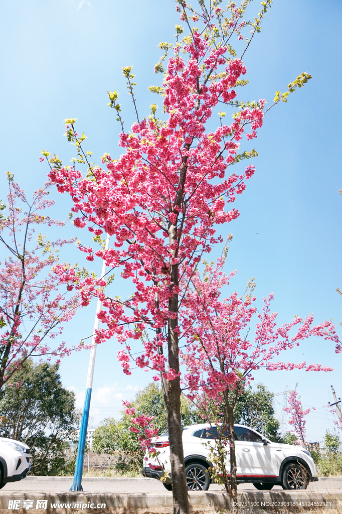 樱花