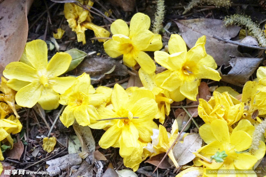 迎春花