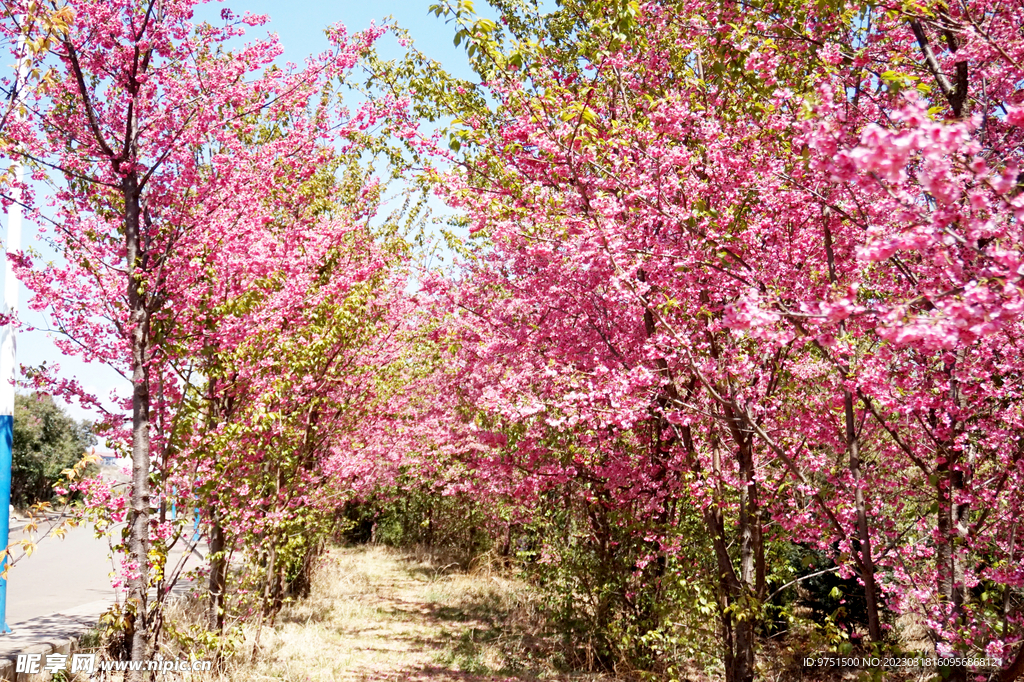 樱花