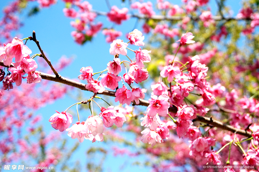 樱花