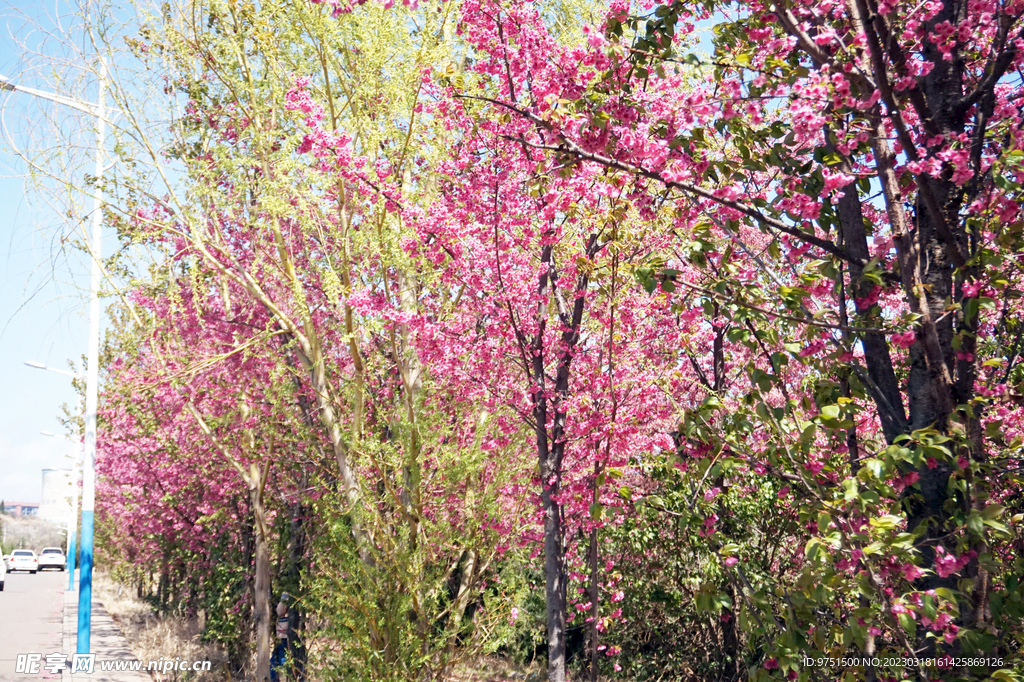 樱花