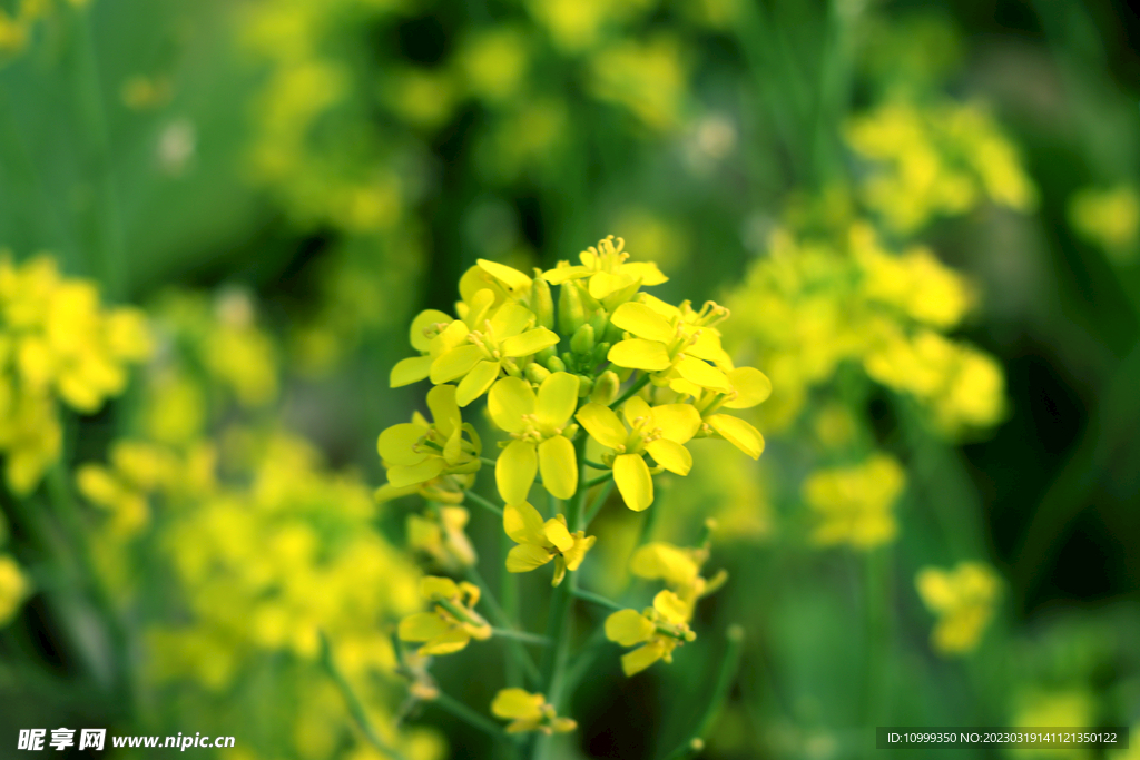 黄色菜花