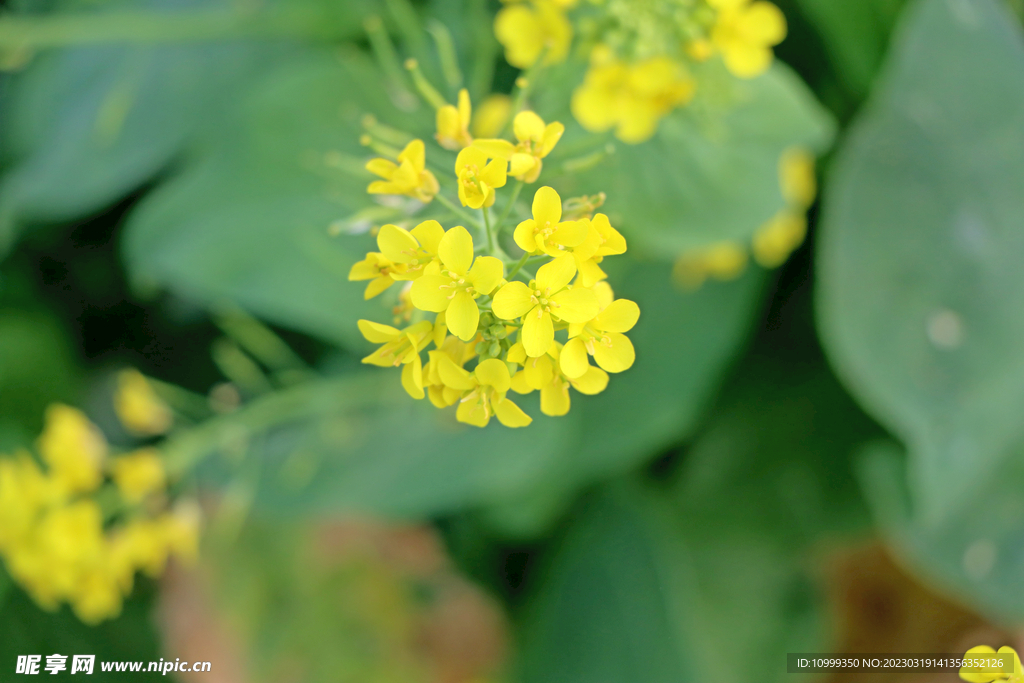 黄菜花