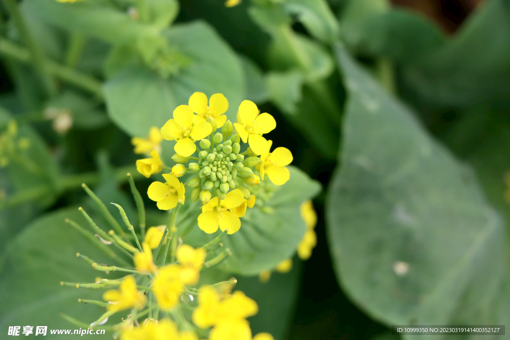 黄菜花