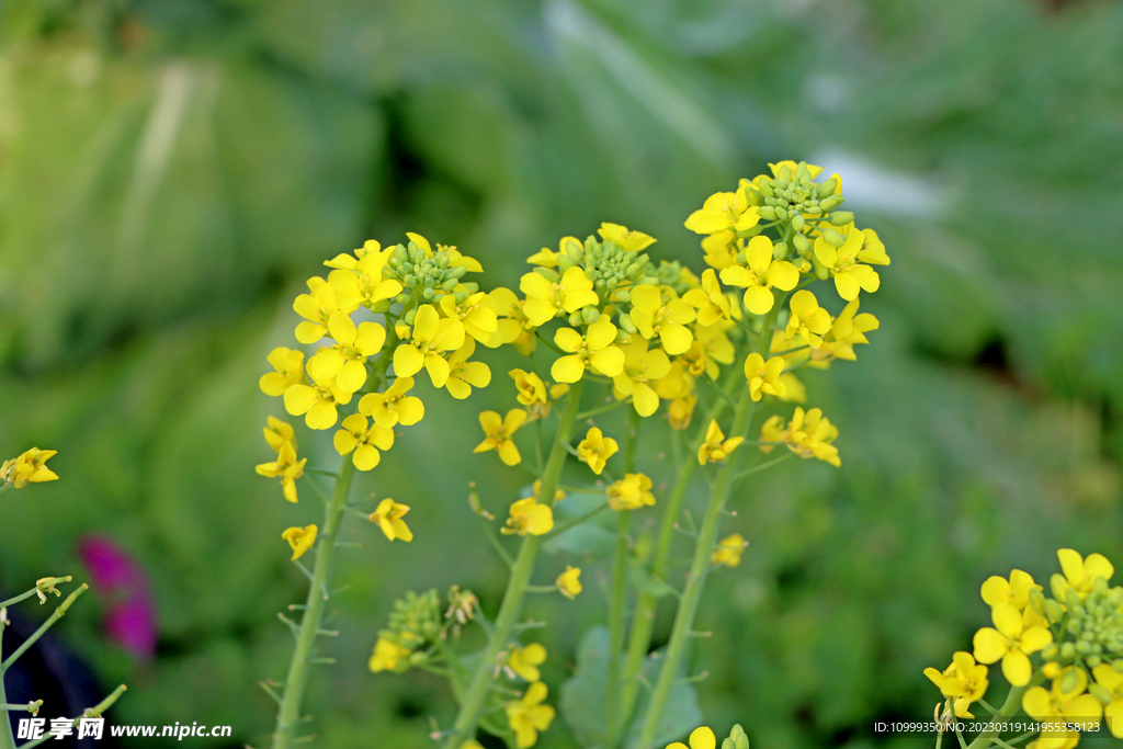 油菜花