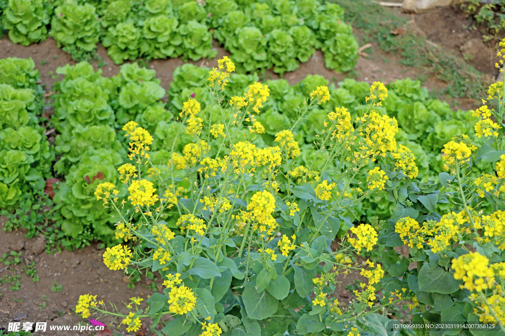 油菜花