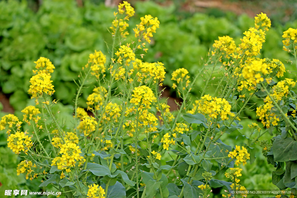 油菜花