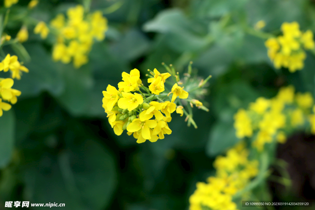 油菜花