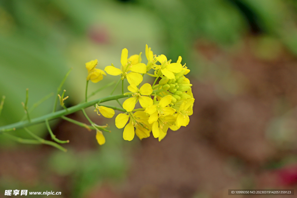 油菜花