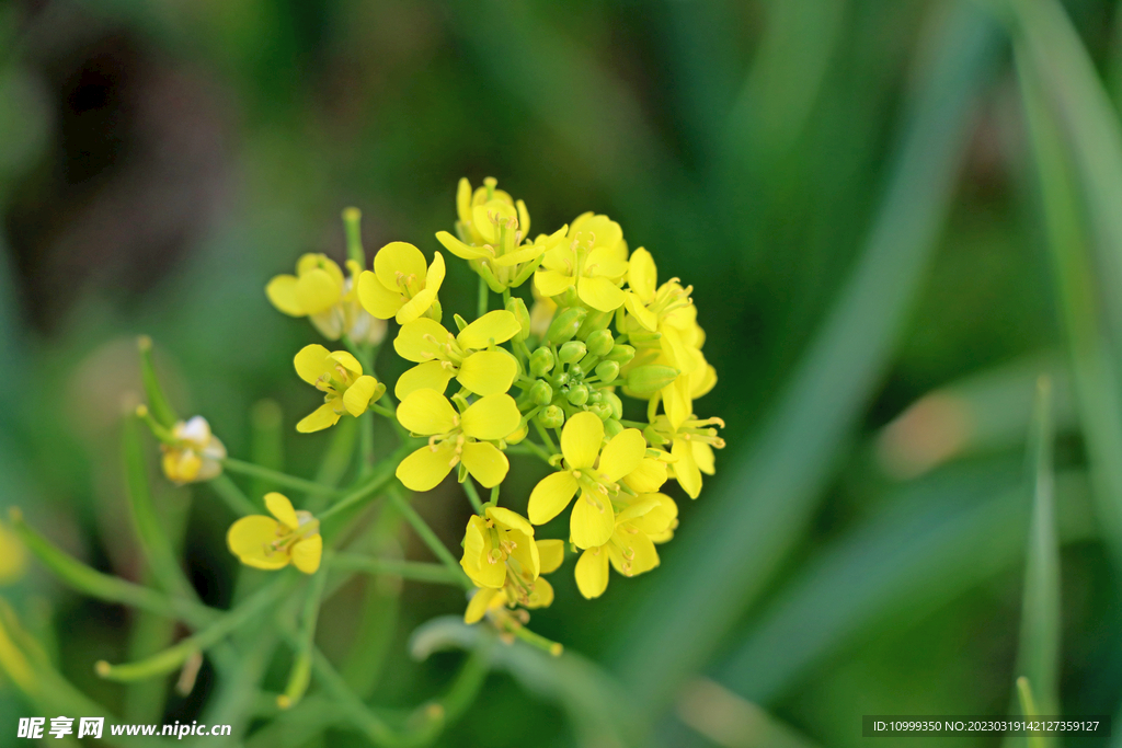 油菜花