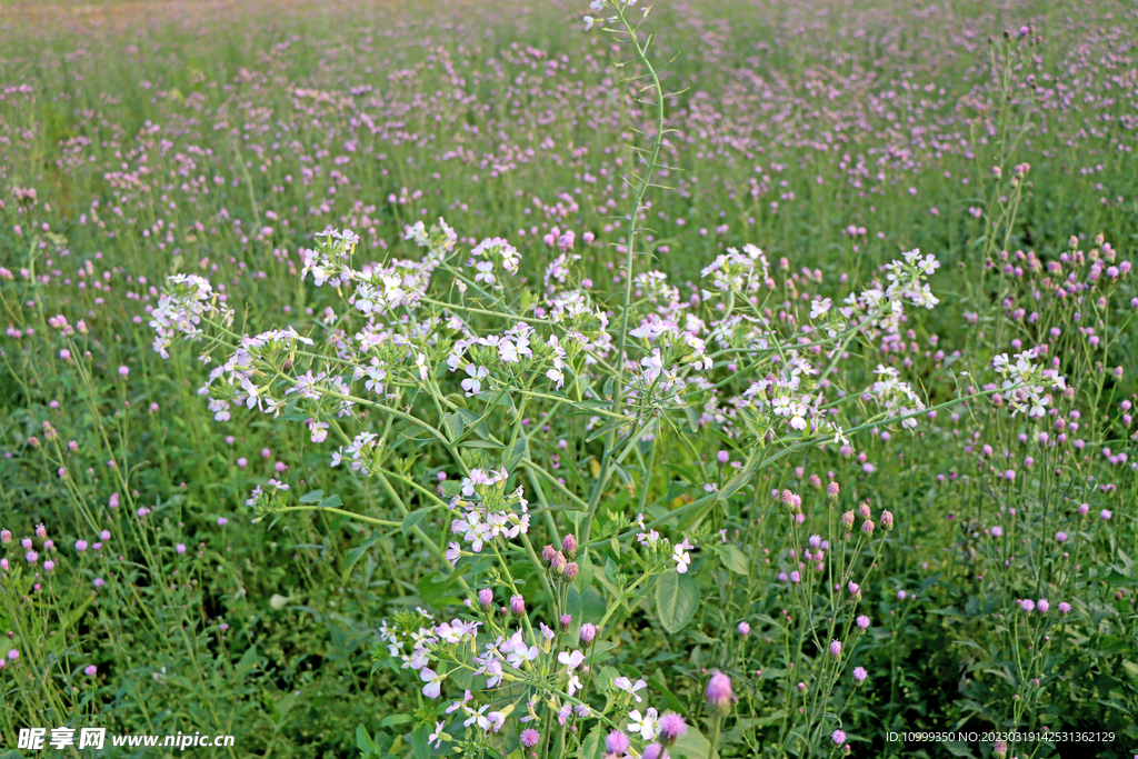 萝卜菜花