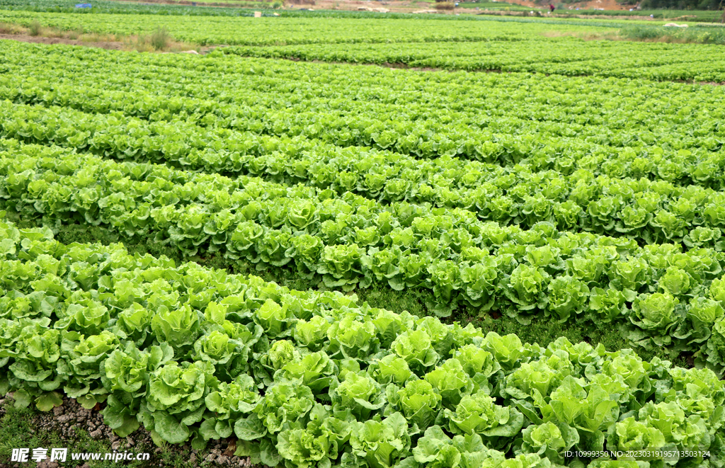 生菜种植