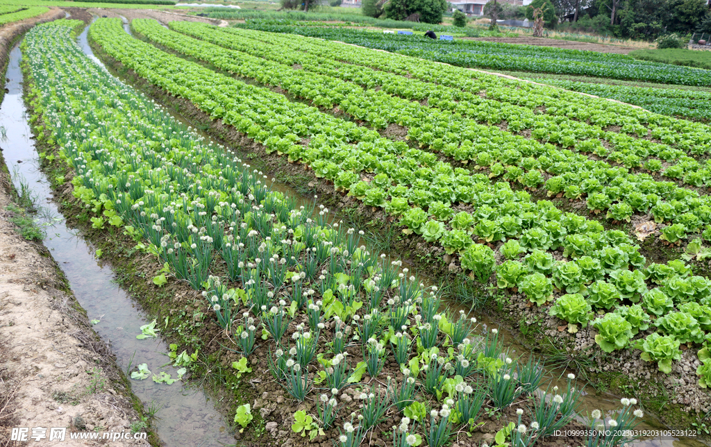 生菜种植