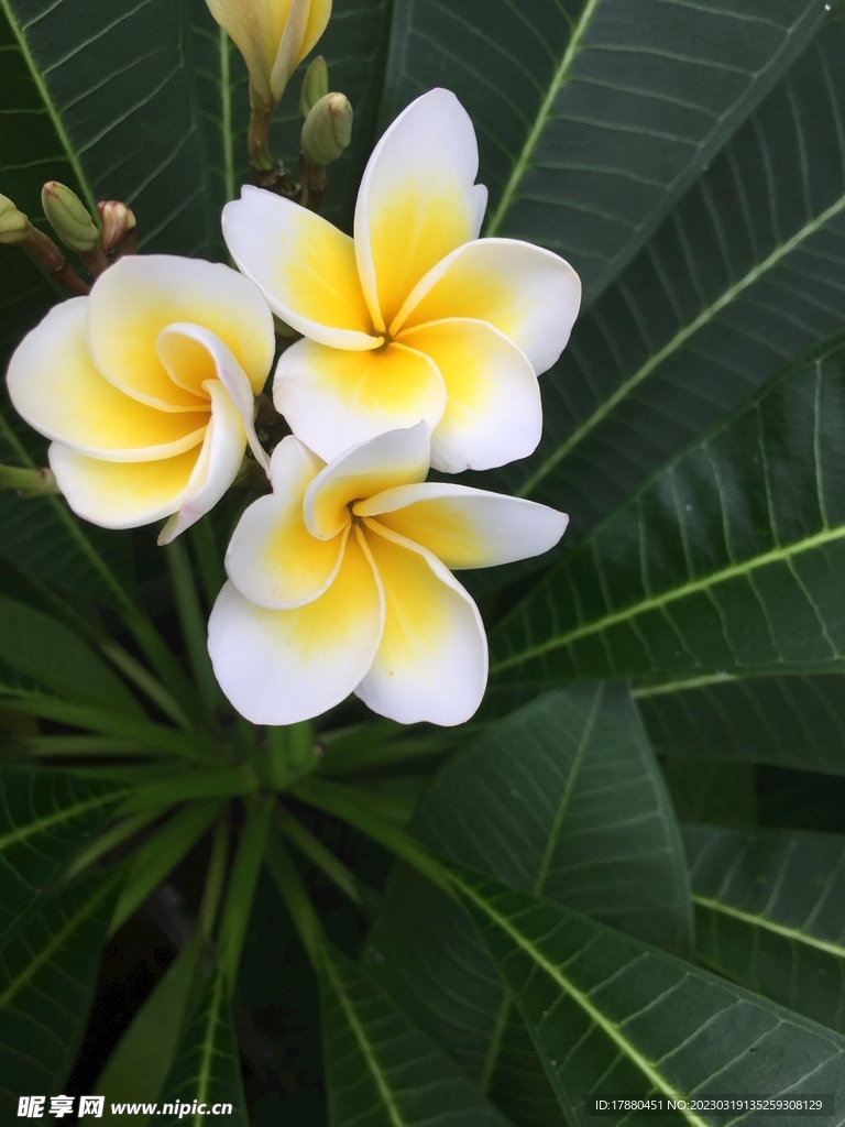 鸡蛋花